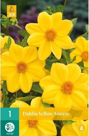 Dahlia Yellow Sneezy bloembollen