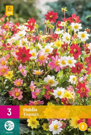 Bloembollen Dahlia Topmix Tuincollectie.nl