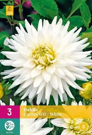 Dahlia Cactus Wit Tuincollectie.nl