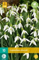 Bloembollen Galanthus elwesii 10st