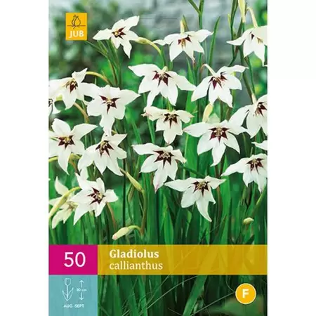 Bloembollen Gladiolus Callianthus 50st