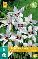 Bloembollen Gladiolus Callianthus Murielae 15st