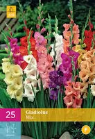 Gladiolus Bloembollen Mix Tuincollectie.nl