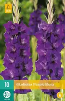 Gladiolus Purple Flora