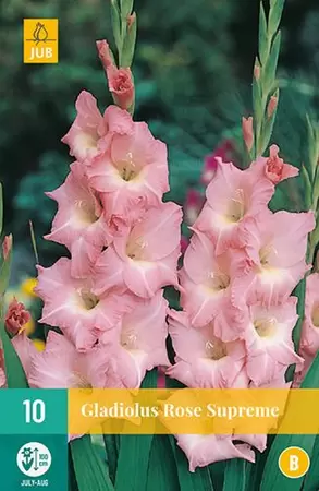 Gladiolus bloembollen Rose Supreme