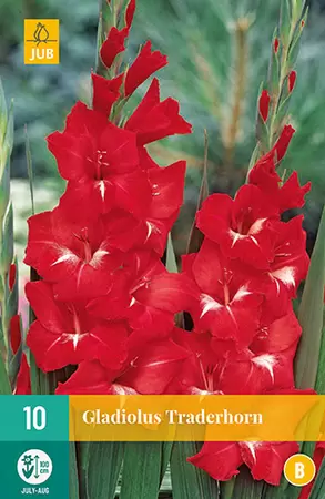 Gladiolus bloembollen Traderhorn