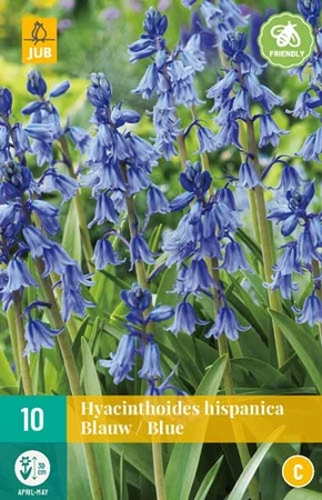 Bloembollen Hyacinthoides Hispanica Blauw 10st
