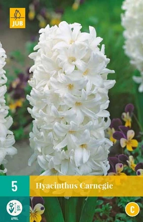 Bloembollen Hyacinthus Carnegie 5st