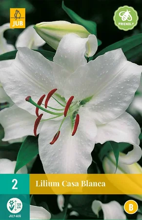 Bloembollen Lilium Casa Blanca 2st