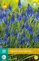 Bloembollen Muscari Armeniacum 20st