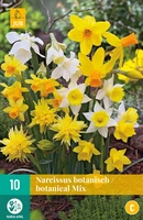 Bloembollen Narcissus Botanisch/ Botanical Mix 10st
