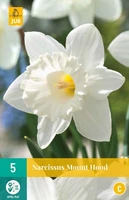 Bloembollen Narcissus Mount Hood 5st