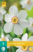 Bloembollen Narcissus recurvus 5st