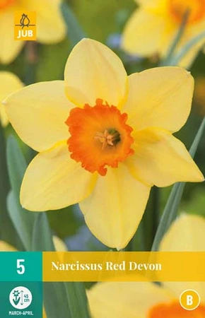 Bloembollen Narcissus Red Devon 5st