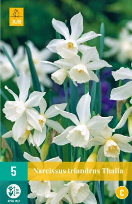 Bloembollen Narcissus triandrus Thalia 5st