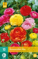 Bloembollen Ranunculus Mix 10st