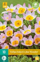 Bloembollen Tulipa bakeri Lilac Wonder 10st