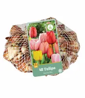 Bloembollen Tulipa Darwin Hybride 40st