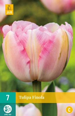 Bloembollen Tulipa Finola 7st
