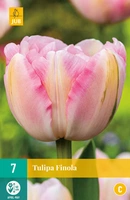 Bloembollen Tulipa Finola 7st