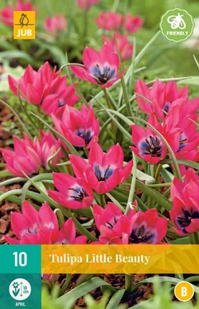 Bloembollen Tulipa Little Beauty 10st