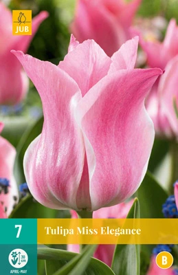 Bloembollen Tulipa Miss Elegance 7st