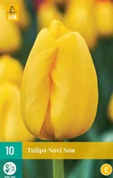 Bloembollen Tulipa Novi Sun 10st