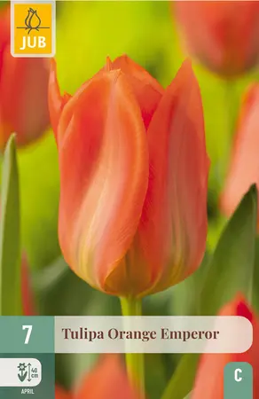 Bloembollen Tulipa Orange Emperor 7st