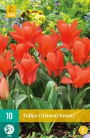 Bloembollen Tulipa Oriental Beauty 10st