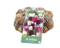 Bloembollen Tulipa Pastel Mix 35st