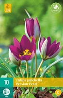 Bloembollen Tulipa pulchella Persian Pearl 10st