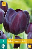 Bloembollen Tulipa Queen of Night 7st
