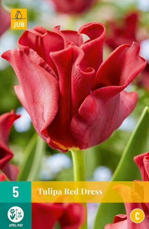 Bloembollen Tulipa Red Dress 5st