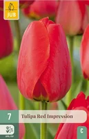 Bloembollen Tulipa Red Impression 7st