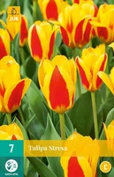 Bloembollen Tulipa Stresa 7st