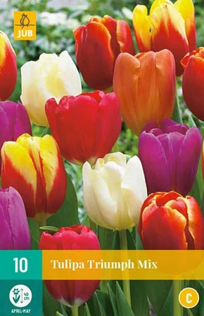 Bloembollen Tulipa Triumph 10st