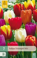 Bloembollen Tulipa Triumph 7st