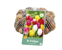 Bloembollen Tulipa Triumph Mix 35st