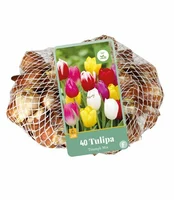 Bloembollen Tulipa Triumph Mix 40st
