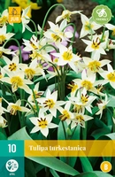 Bloembollen Tulipa Turkestanica 10st