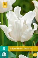 Bloembollen Tulipa White Libelstar 5st