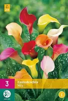 Bloembollen Zantedeschia Mix 3st