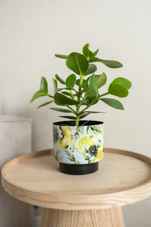 Bloempot Lammie Camelia Blauw Ø17cm