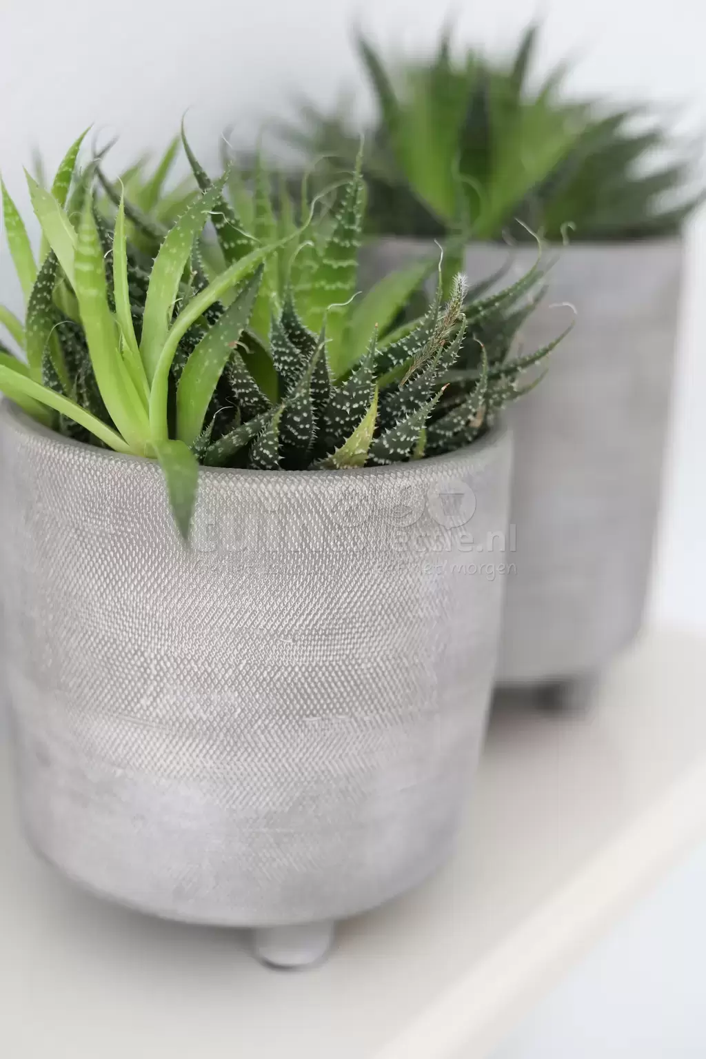 Zeep Magnetisch Smelten Bloempot Nevada | Cement Grijs | Perfect voor klein plantje - Tuincollectie.nl Zeep Magnetisch Smelten Bloempot Nevada | Cement Grijs | Perfect voor klein plantje - Tuincollectie.nl