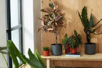 Bloempotten binnen