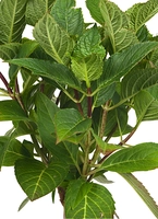 Boerenhortensia Roze op stam