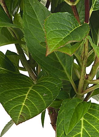 Boompje Boerenhortensia Roze