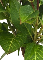 Boompje Boerenhortensia Roze