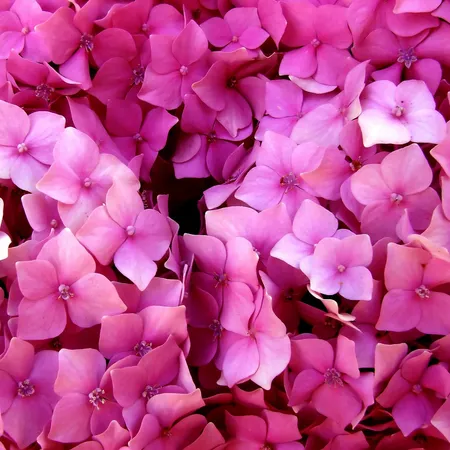 Boerenhortensia Roze - Hydrangea macrophylla Pink