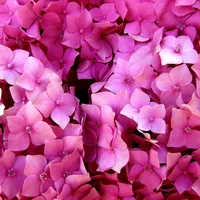Boerenhortensia Roze - Hydrangea macrophylla Pink